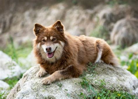 8 Finnish Dog Breeds: Native Breeds to Finland (With Info & Pictures ...
