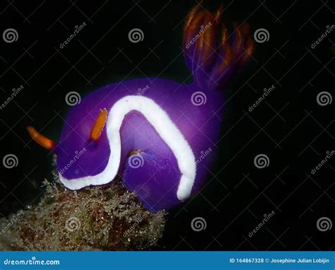 Captura E Macro Do Nundibranch Genus Hypselodoris Durante Um Mergulho