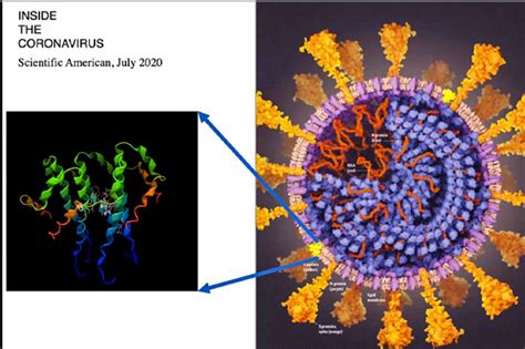 Amantadina Reduce Efectos Causados Por Virus Sars Cov Investigadores