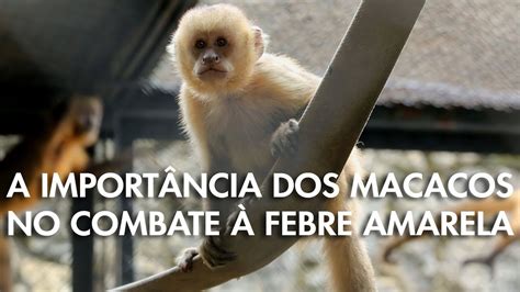 A importância dos macacos no combate à febre amarela YouTube