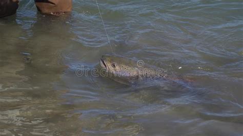 Fisherman Fight With Hucho Taimen Bin Mongolian River Catch And