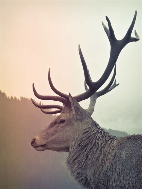 Cute Deer Wallpapers - Wallpaper Cave