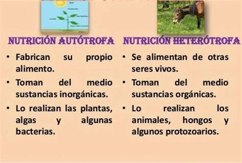 Semejanzas Y Diferencias Entre Nutricion Autotrofa Y Heterotrofa Esta