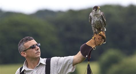 South Wilts Falconry