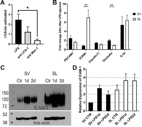 Neutrophil Infiltration Depends On ICAM 1 In The Cochlea And ICAM 1