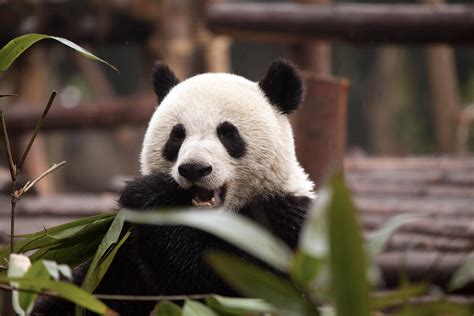 Fluidr China Sichuan Province Chengdu Sichuan Giant Panda Sanctuaries