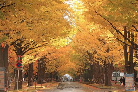 北海道大学イチョウ並木の紅葉情報【2023】 ウェザーニュース