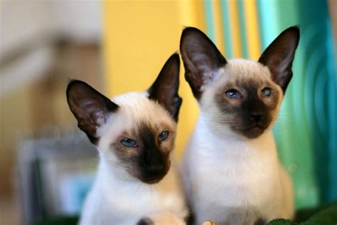 Types Of Siamese Cats Lovetoknow