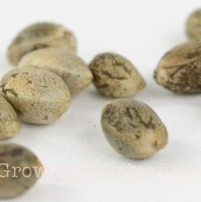 banana kush seeds | banana kush seeds for sale