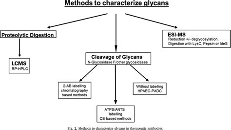 Figure 2 from Therapeutic monoclonal antibody N-glycosylation ...