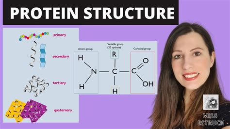 Protein Molecule Diagram