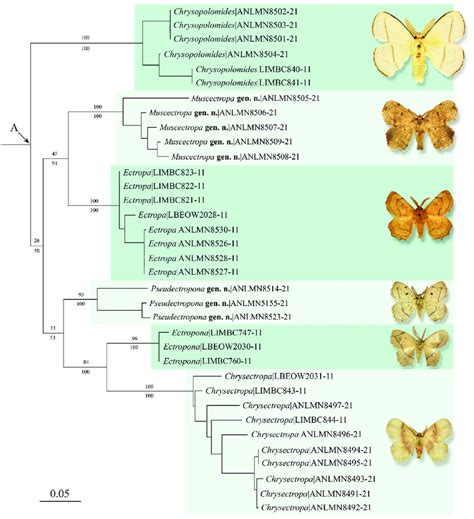 Phylogenetic Tree Maximum Likelihood Generated By Raxml From Complete