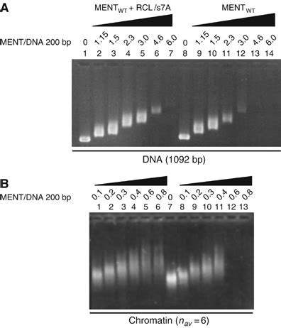 An Rcl S A Peptide Interferes With Ment Induced Self Association Of