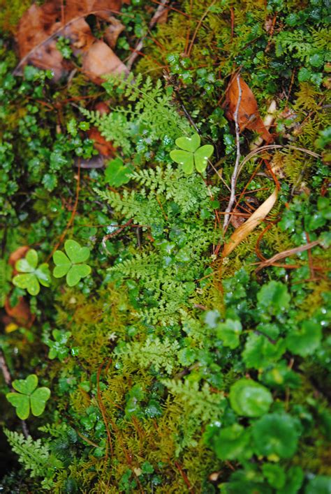 Cystopteris | Ferns and Lycophytes of the World