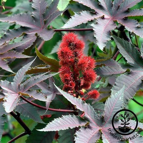 Castor Bean Varieties