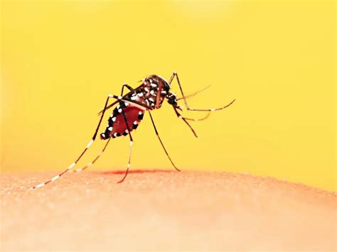 Brasil ultrapassa 1 milhão de casos prováveis de dengue em 2024