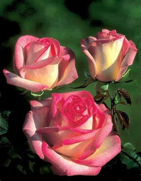 Exotic Flowers Amazing Flowers Beautiful Roses Beautiful Flowers