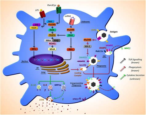 The As Yet Unknown Side Of Dc Secretion Post Tlr Activation And