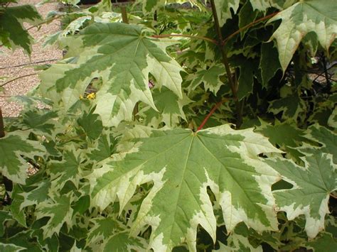 Variegated Norway Maple Acer Platanoides Drummondii Chew Valley