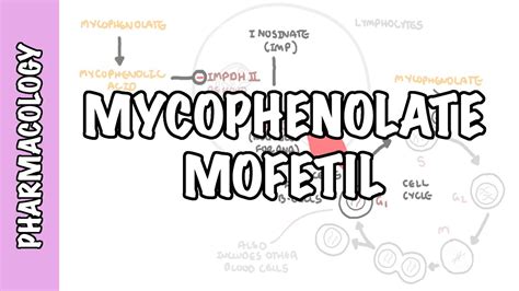 Mycophenolic Acid - Mycophenolate (organ transplant and DMARD) - mechanism of action, side ...