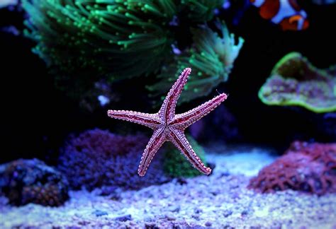 Interesting Starfish Facts For Kids