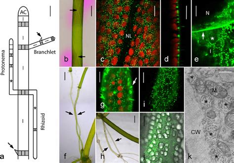 Thallus of Chara australis and charasomes in internodal cells. a... | Download Scientific Diagram