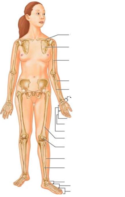 Squel Appendiculaire Diagram Quizlet