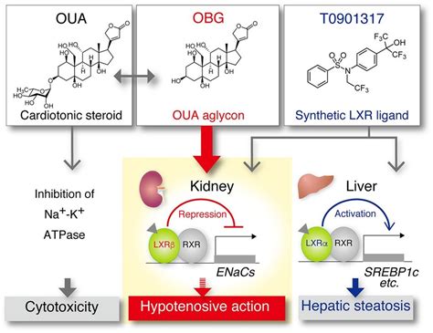 Schematic Diagram Depicting Obg S Suppressive Effect On Expression Of