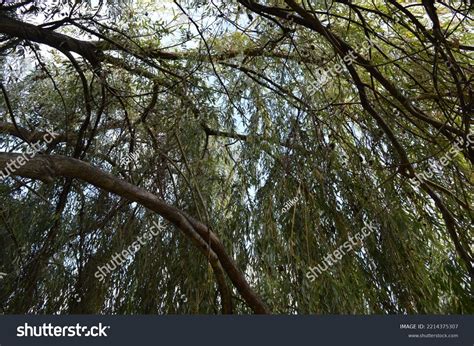 Thinleaved Tree Drooping Branches Stock Photo 2214375307 | Shutterstock