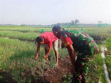 Sukseskan Swasembada Pangan Babinsa Nogosari Bantu Petani Bersihkan