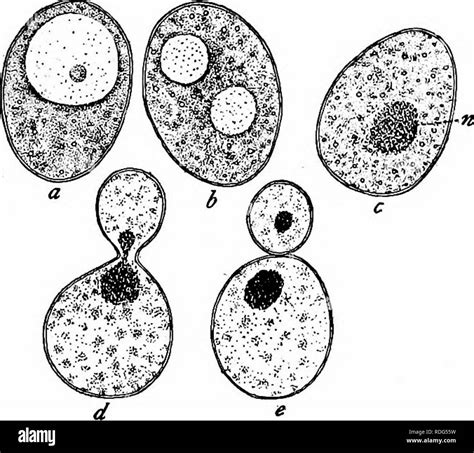 Essentials Of Botany Botany Botany The Fungi 245 The Yeast Cell It Is Spherical Or