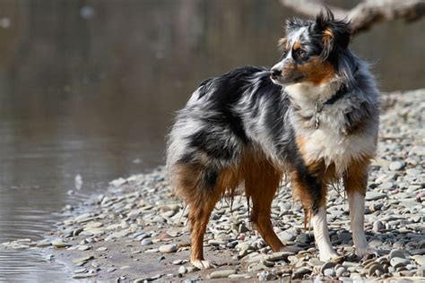 13 Best Dog Breeds For Hiking