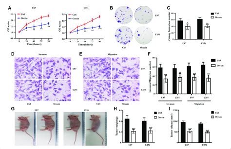 Orexin A Oxa Inhibited The Proliferation Migration And Invasion Of