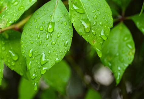 Green leaves with rain water on them - StockFreedom - Premium Stock ...