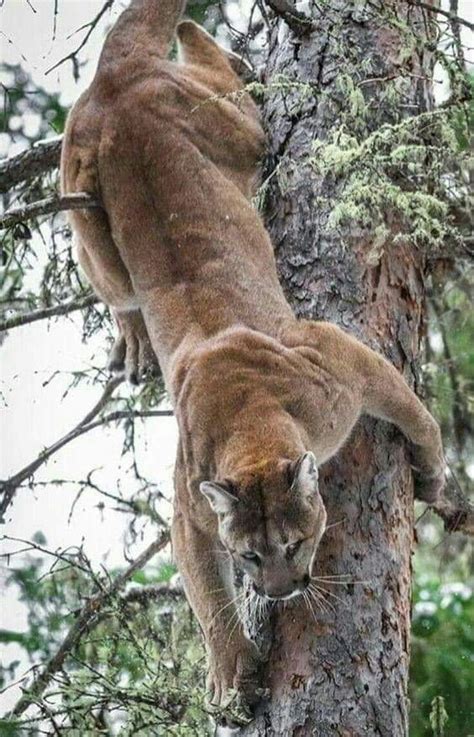 Biggest Mountain Lion