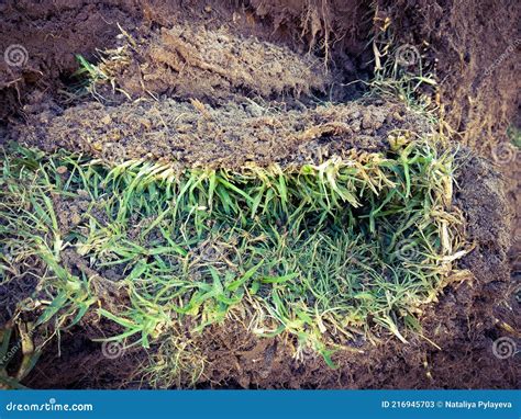 Brown Lump Of Fresh Earth With Torn Green Grass Stock Image Image Of Outdoor Spring 216945703