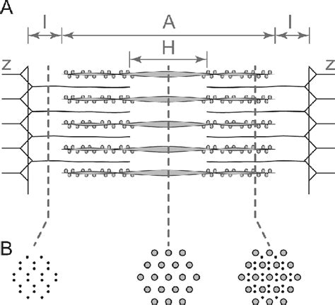 A Schematic Representation Of Sarcomeres With The Thin Actin And