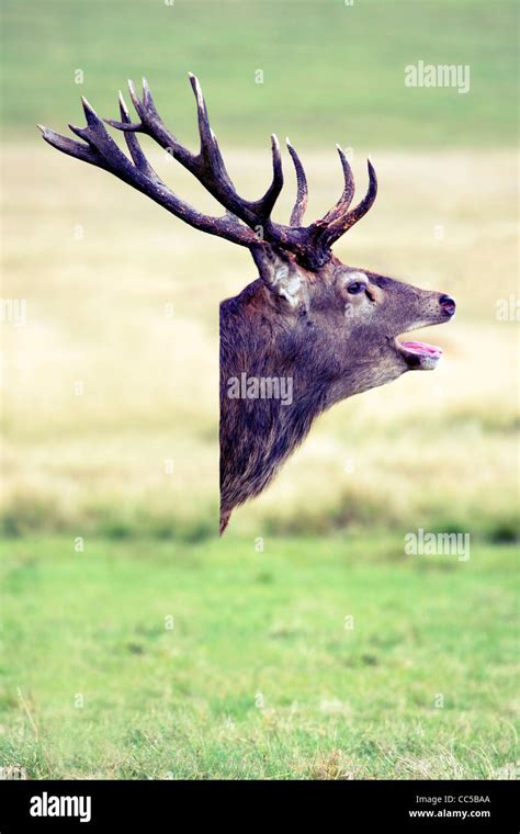 Deer Head Composite Image Stock Photo Alamy