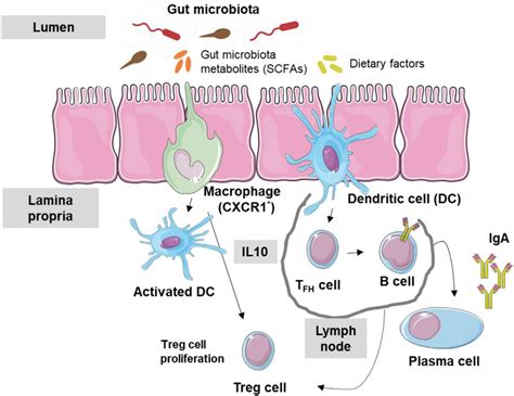 Gut Microbiota Immunity