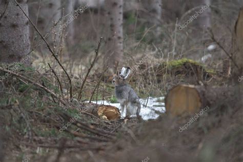 Liebre De Monta A Lepus Timidus Sentada Bajo La Lluvia En La Zona De