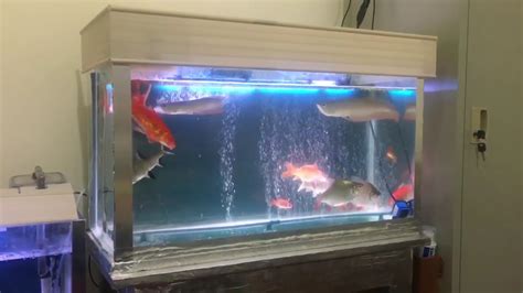 Silver Arowana Fish Tank Youtube