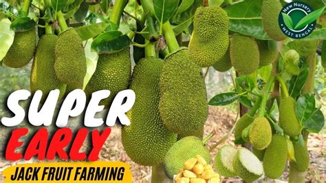 How Vietnam Super Early Jack Fruit Plant Farming Successful Changed The