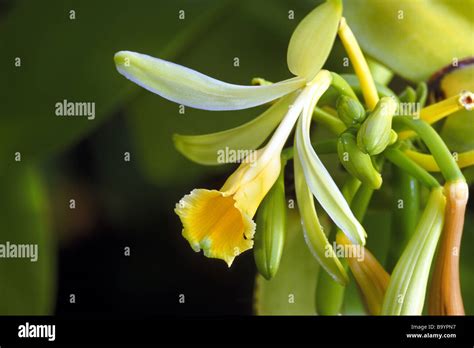 Vanilla Vanilla Planifolia Flower And Buds Stock Photo Alamy