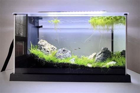 Fluval Spec V Review Best Gallon Tank