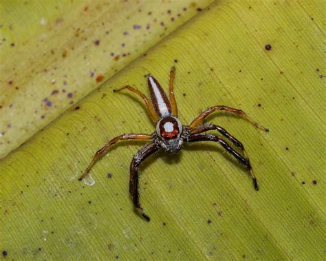 An Epocilla Calcarata Jumping Spider Thailand John Sim Flickr