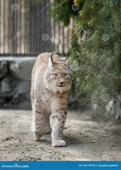 Eurasian Lynx Lynx Lynx Wild Cat Occurring From Northern Central And