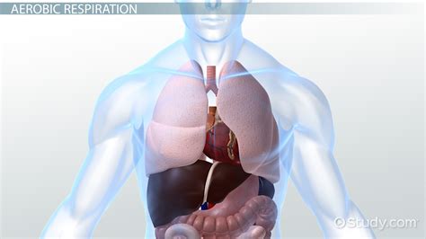 Aerobic Respiration: Definition, Steps, Products & Equation - Video ...