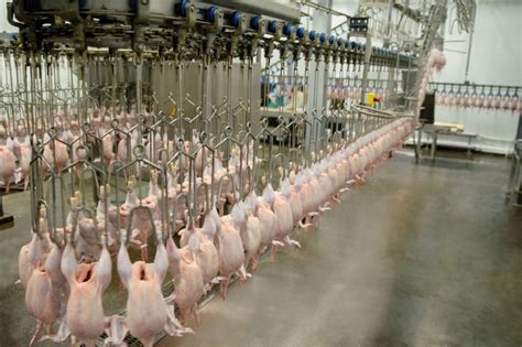 Feasibility Studies For Poultry Processing Plants Carried Out Thura Swiss