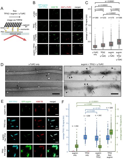 Figures And Data In Biochemical Reconstitution Of Branching Microtubule