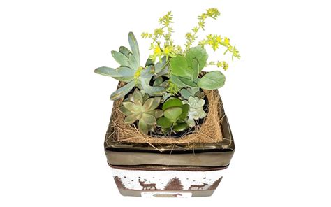 Christmas Succulents Gc T Boxes And Hampers